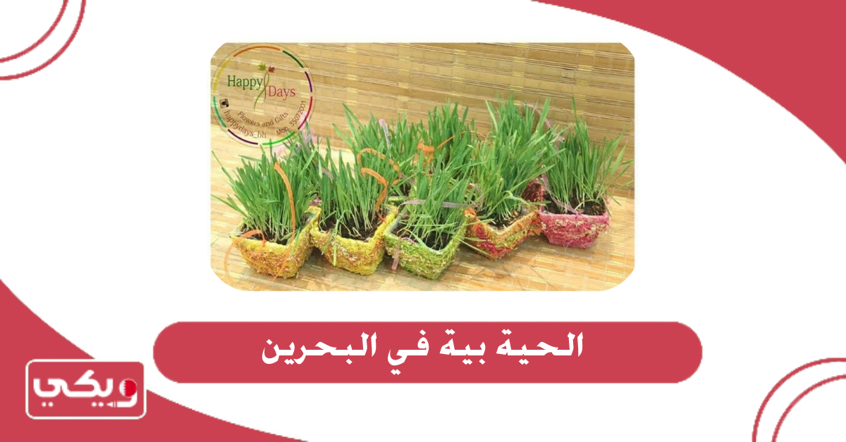 الحية بية في البحرين